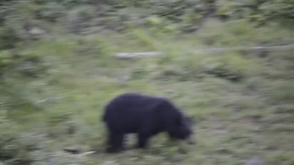 Czarny niedźwiedź grizzly podczas jedzenia — Wideo stockowe