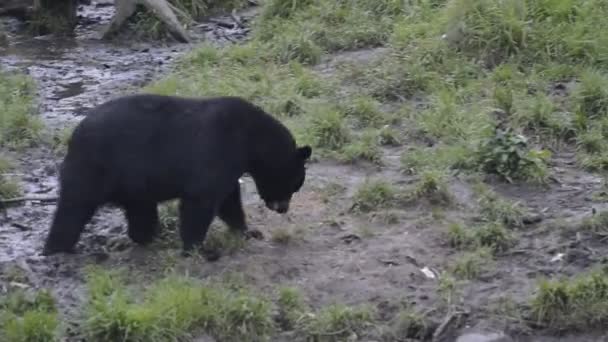 Black grizzly bear while eating — Stock Video