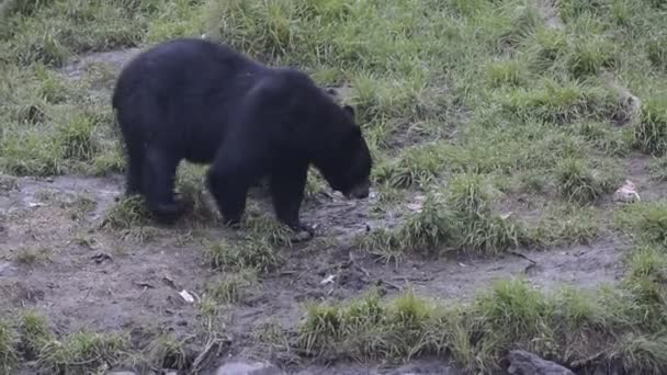Черный медведь гризли во время еды — стоковое видео