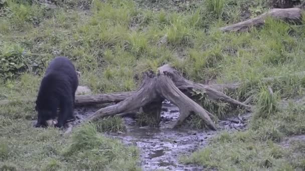 Czarny niedźwiedź grizzly podczas jedzenia — Wideo stockowe