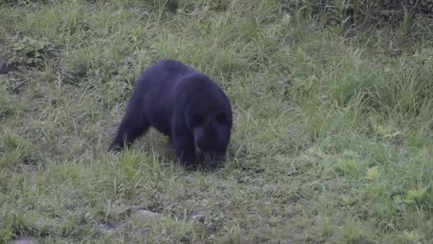 Black grizzly bear while eating — Stock Video