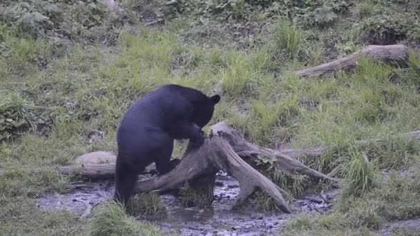 Fekete grizzly medve evés közben — Stock videók