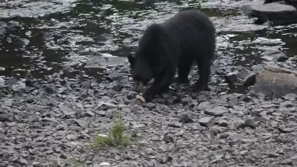 Черный медведь гризли во время еды — стоковое видео