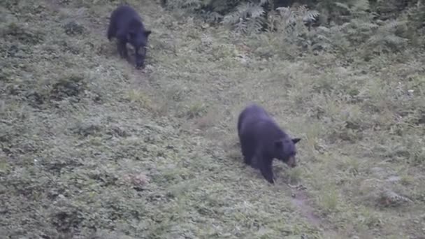 Schwarzer Grizzlybär beim Essen — Stockvideo