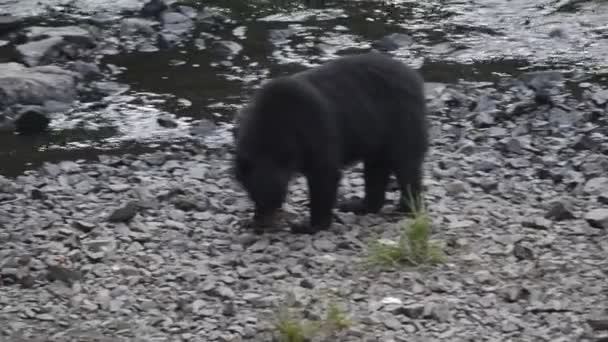 Black grizzly bear while eating — Stock Video