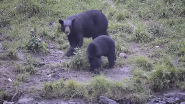 Black grizzly bear while eating — Stock Video