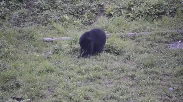 Black grizzly bear while eating — Stock Video