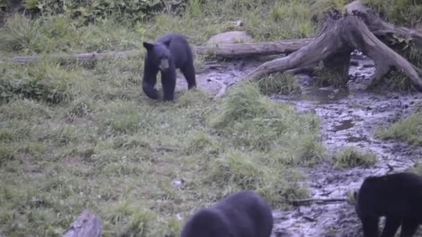 Чорний грізлі ведмідь під час їжі — стокове відео