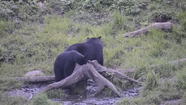 Black grizzly bear while eating — Stock Video
