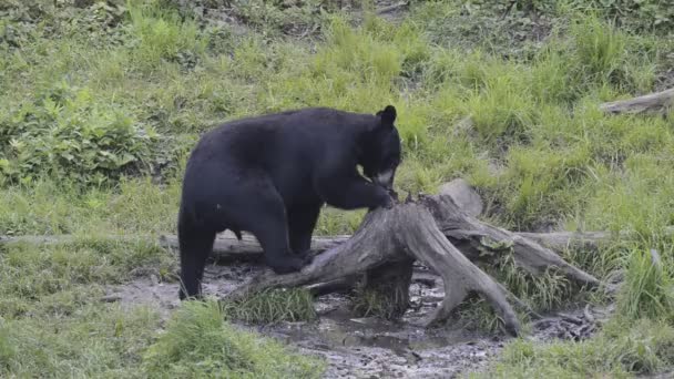 Černý medvěd grizzly při jídle — Stock video