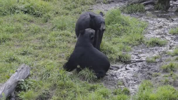 Black grizzly bear while eating — Stock Video