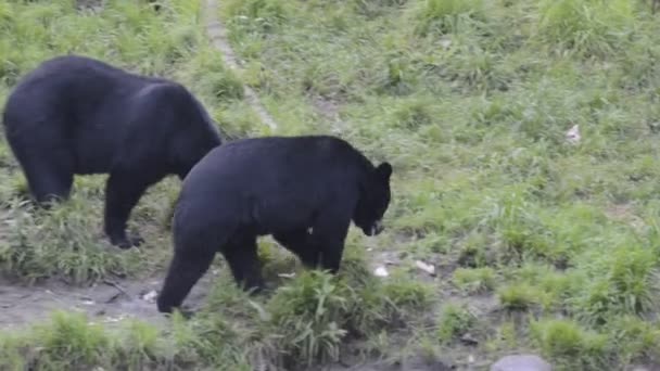 Černý medvěd grizzly při jídle — Stock video