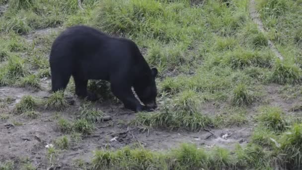 Black grizzly bear while eating — Stock Video