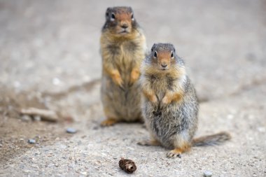 zemin Kanadalı sincap