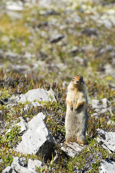 Écureuil canadien au sol — Photo