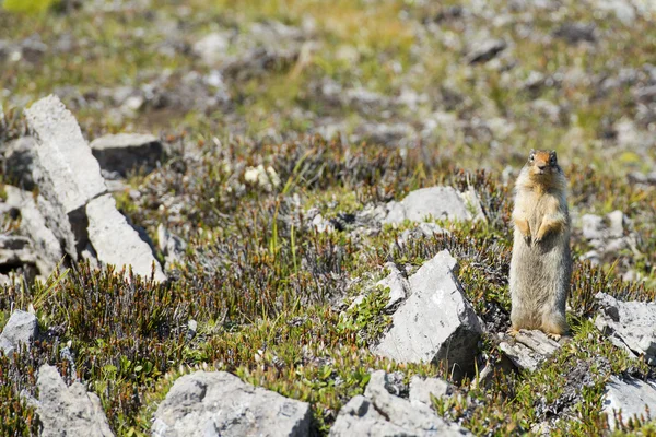 Esquilo canadiano terrestre — Fotografia de Stock