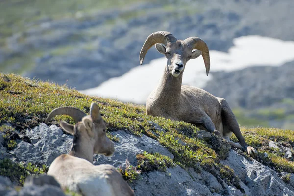 Big horn porträtt — Stockfoto