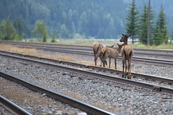 Elk deers — Stock Photo, Image