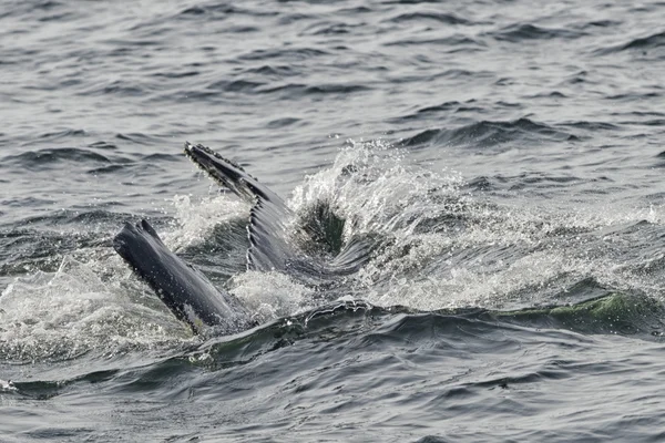 突背クジラの尾 — ストック写真