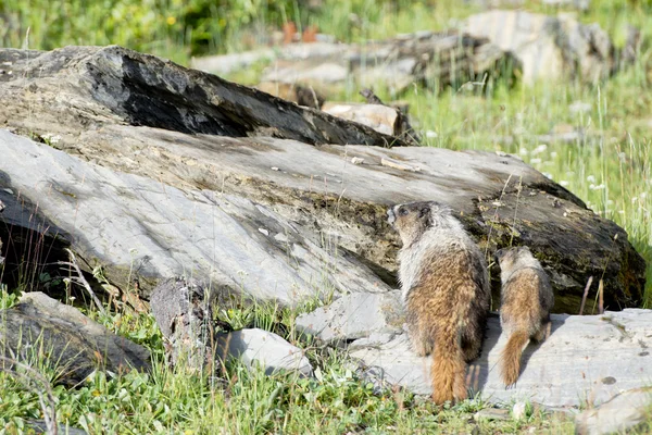 Kanadan Marmot muotokuva — kuvapankkivalokuva