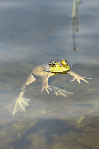 Portrait de grenouille en vous regardant — Photo