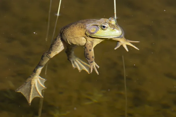 Frog portrait while looking at you — Stock Photo, Image