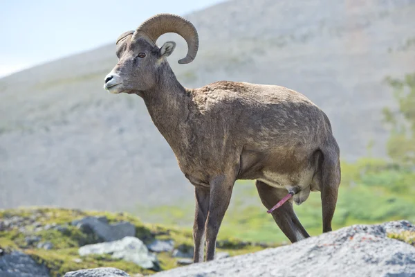 Erkek big horn portre — Stok fotoğraf