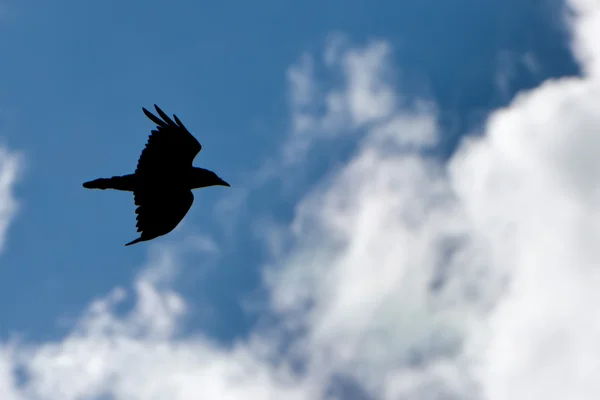 Raven black silhouette while flying — Stock Photo, Image