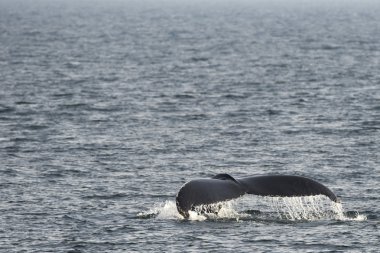 kambur balina kuyruğu