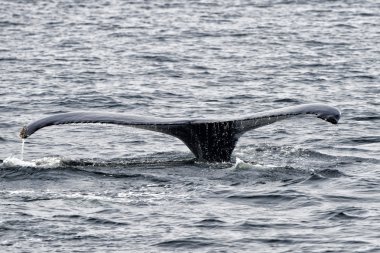 kambur balina kuyruğu