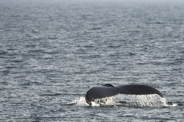 突背クジラの尾 — ストック写真