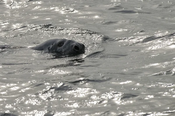 Тюлень во время плавания — стоковое фото
