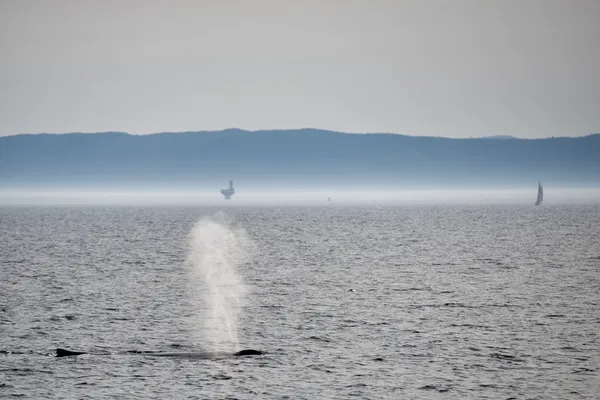 Горбатый кит во время дуновения — стоковое фото