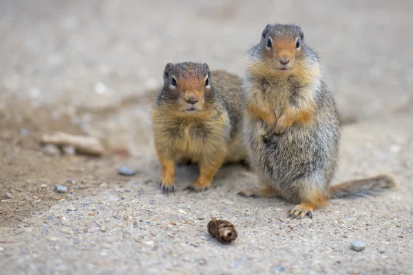 Ground squirrel portrait — Stock Photo, Image