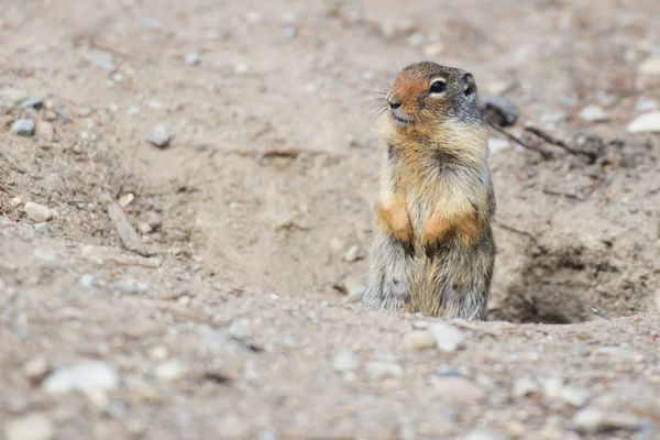 Retrato de ardilla de tierra — Foto de Stock