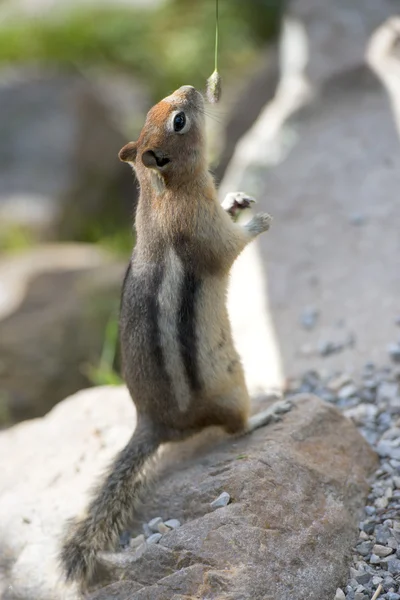 Portrait d'écureuil terrestre — Photo