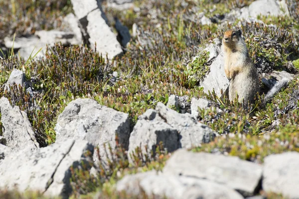 地上リスの肖像画 — ストック写真