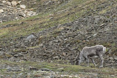 Spitzbergen'deki içinde vahşi Ren geyiği