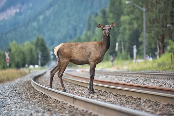 Elk deers — Stock Photo, Image