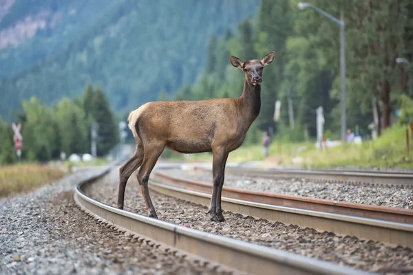 Cervi alci — Foto Stock