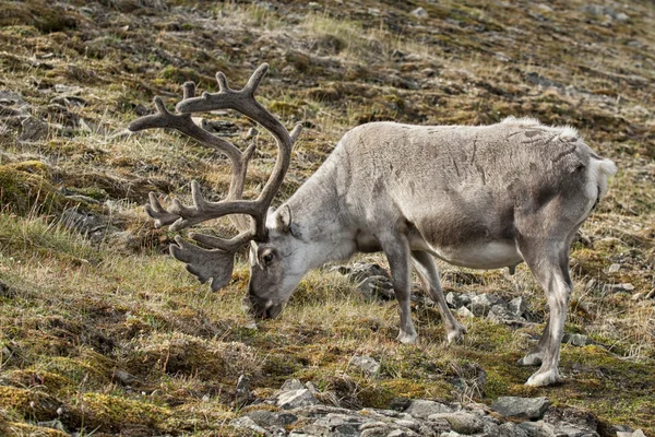 Spitzbergen'deki içinde vahşi Ren geyiği — Stok fotoğraf