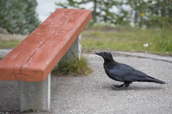 Raven stoje u lavice — Stock fotografie