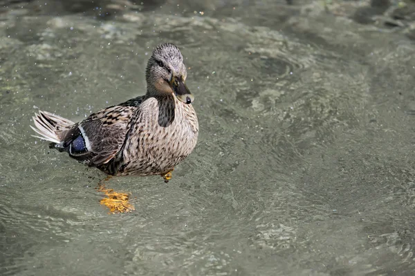 Un canard en nageant — Photo
