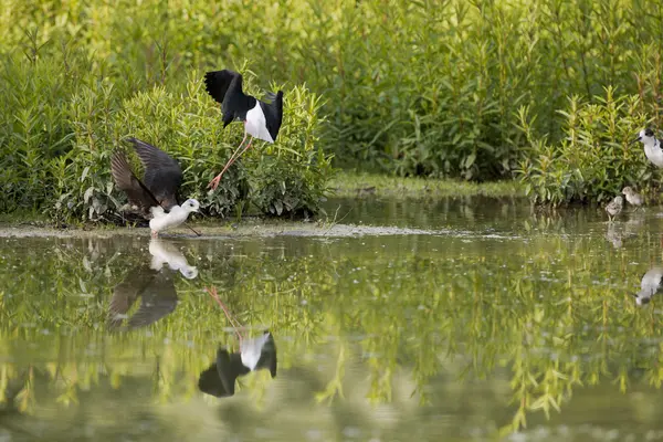 Black-winged stilt medan striderna — Stockfoto