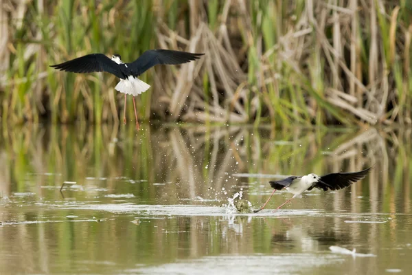 Black-winged stilt medan striderna — Stockfoto