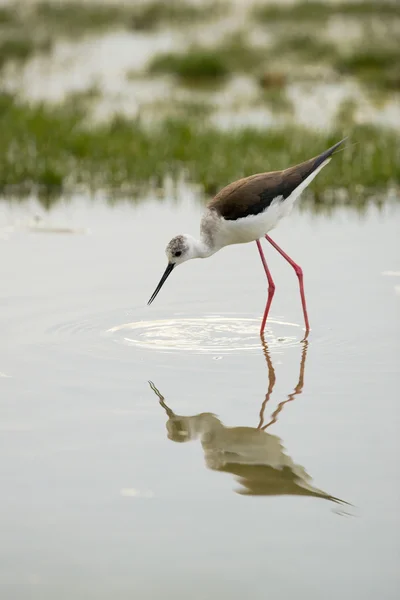 Inclinação de asas pretas — Fotografia de Stock