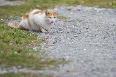 White and brown cat looking at you