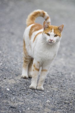 White and brown cat looking at you