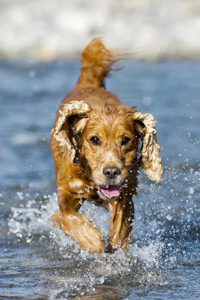 Cachorrinho cocker spaniel — Fotografia de Stock