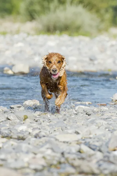 Puppy hond cocker spaniel — Stockfoto